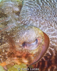 Cuttlefish really close up, gracious, elegant, everchanging by Erna Lucas 